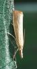 Agriphila straminella